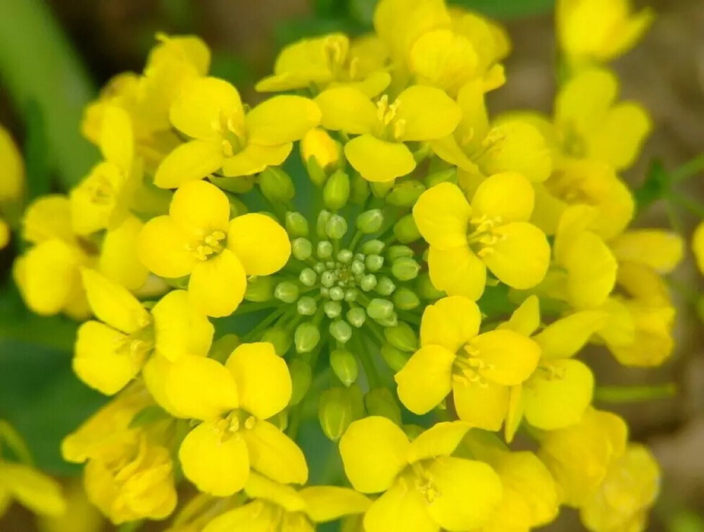 金灿灿的油菜花