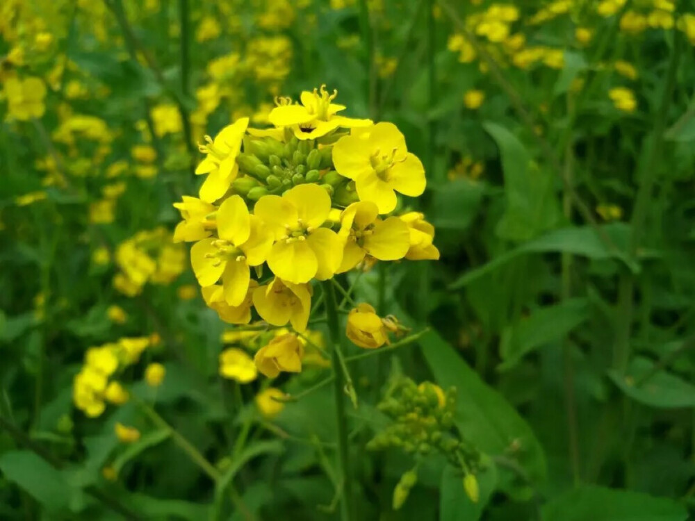 油菜花