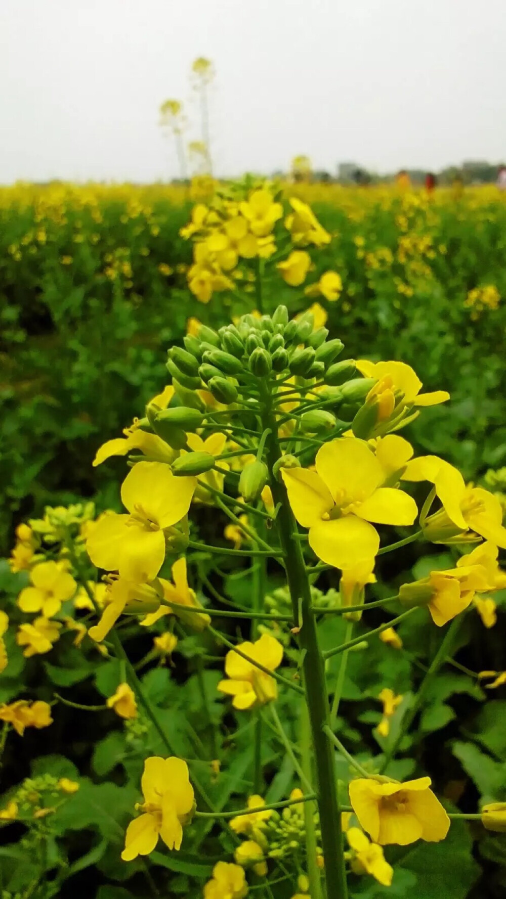 油菜花