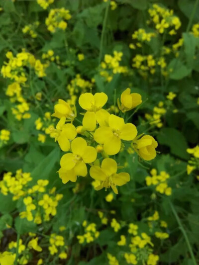 油菜花