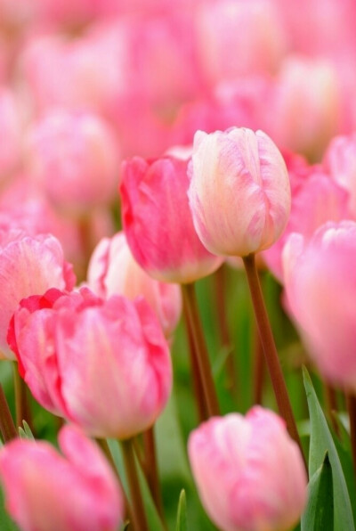「郁金香」『粉色郁金香』—粉色郁金香花语是：幸福、热爱、美人、爱惜。 在生活中，粉色郁金香可以赠送给爱人、恋人，也可以赠送给红颜知己。如果赠送给爱人，则表示和爱人的生活很幸福、满足现在的状态。…