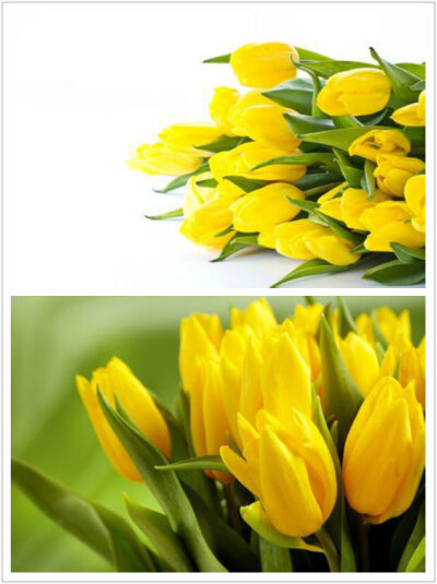 「郁金香」『黄色郁金香』—黄色郁金香花语是：没有希望的爱情。但是在生活中，很少有人去赠送黄色郁金香来表达自己没有希望的爱情。赠送黄色郁金香的话，另有深意。 黄色郁金香花语二：友谊、高贵、财富、珍…