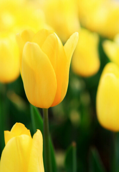 「郁金香」『黄色郁金香』—黄色郁金香花语是：没有希望的爱情。但是在生活中，很少有人去赠送黄色郁金香来表达自己没有希望的爱情。赠送黄色郁金香的话，另有深意。 黄色郁金香花语二：友谊、高贵、财富、珍…