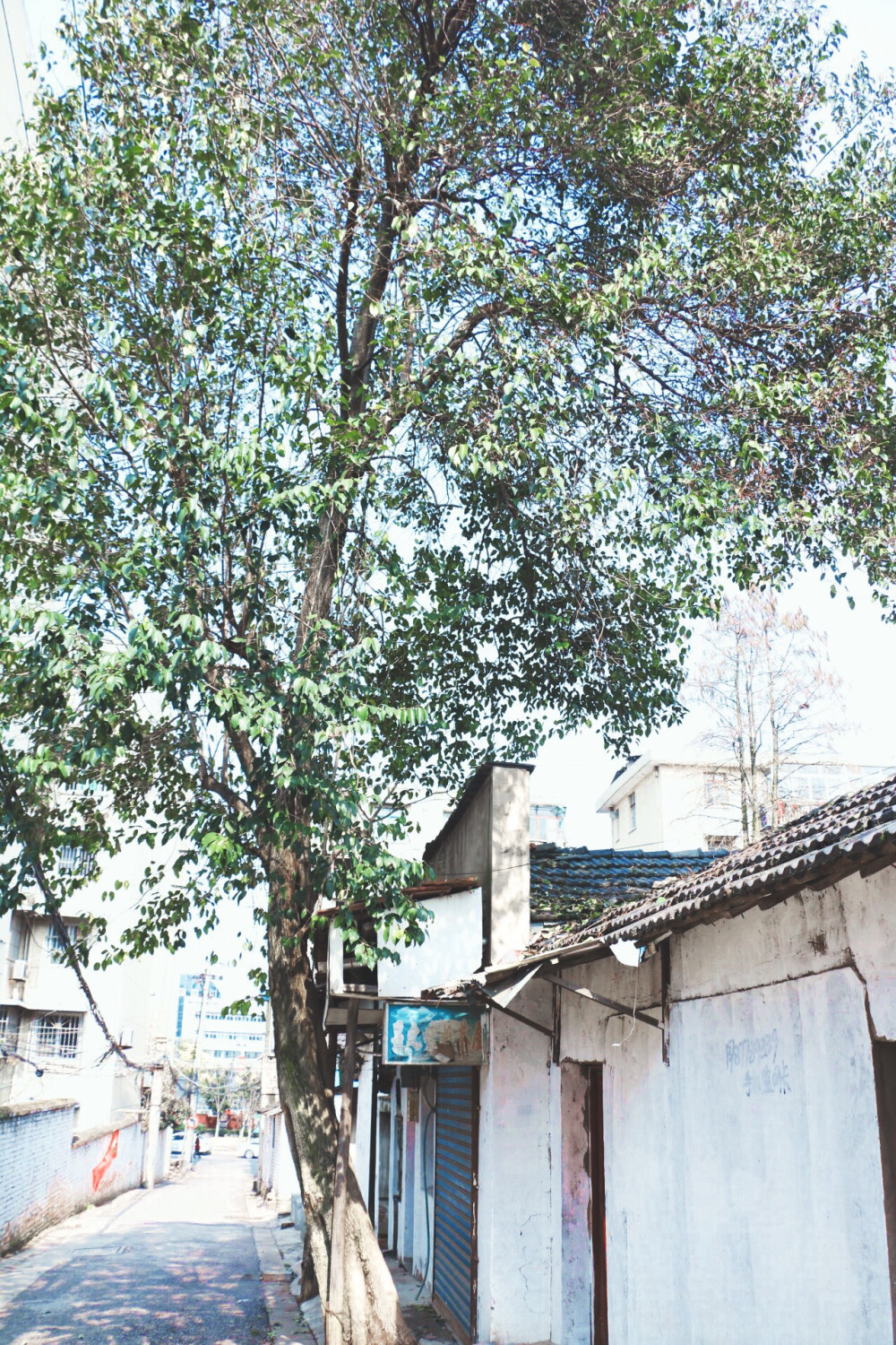 学校外面的小巷子
还是原来的模样
只是曾经喧闹的店铺
早已没了人的踪影
但我的回忆都在那里
我们喜欢吃的蛋饼
和笔盒里的每一只笔