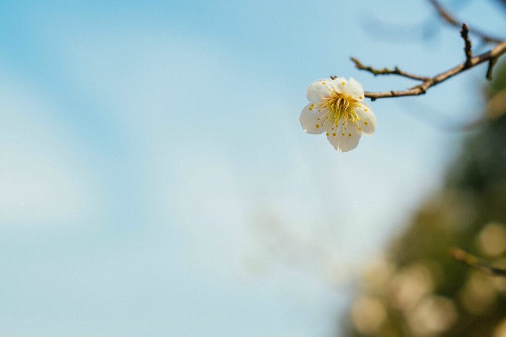 2月17日/梅花