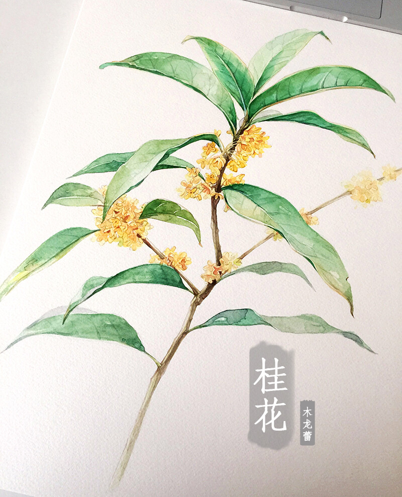 #木龙蕾/绘# 八月桂花香 桂子月中落,天香云外飘 水彩画 插画 桂花 丹桂 植物 小清新 绘画 文艺