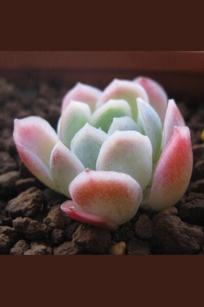 【冰梅】Echeveria Rasberry ice 景天科拟石莲属。 非常美的一种多肉植物，秋天的时候会变成桃红色，叶边有透明感，非常娇嫩可人，据说日晒下叶片会有果香味。冰梅生长速度一般，有小小的半木质茎，不容易长高，小苗…