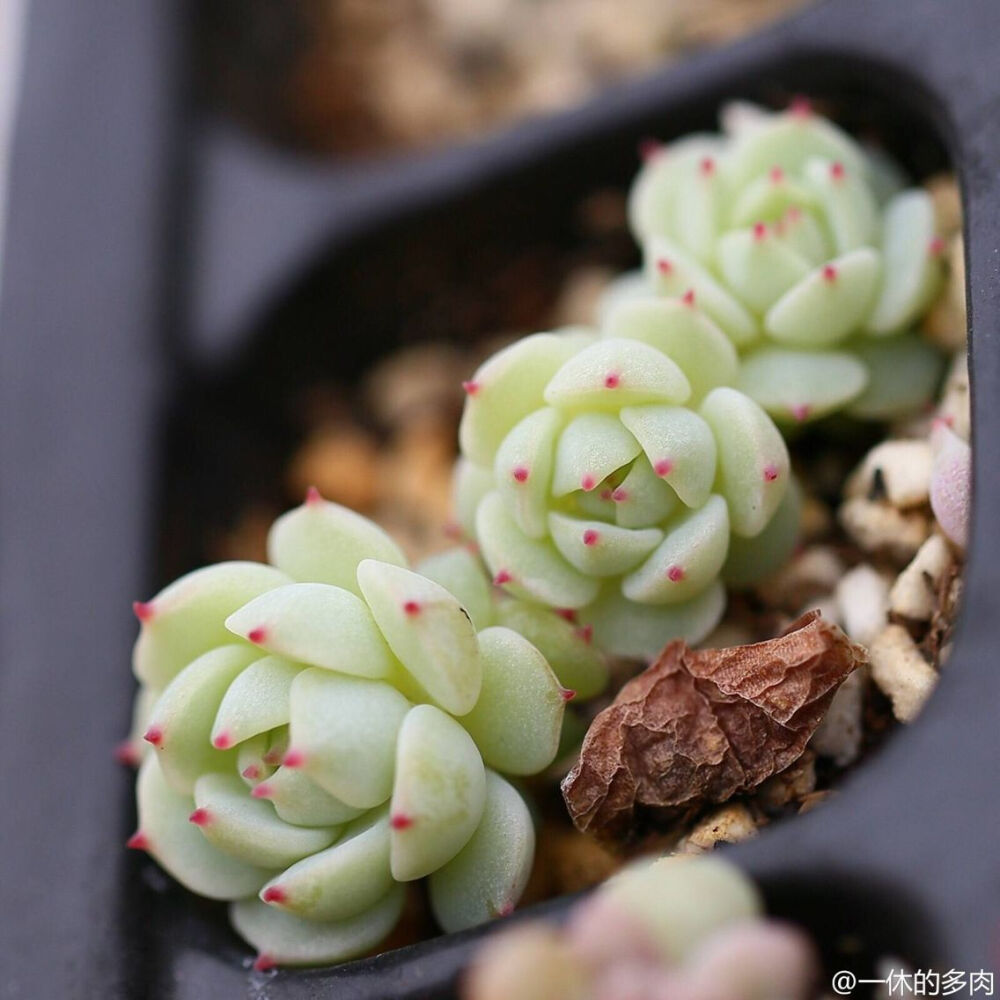 【静夜】Echeveria derenbergii，景天科拟石莲花属，属于景天科里石莲花属植物中较小的类型，不会长很大。秋冬以及早春，叶片会非常漂亮。夏天是休眠季，容易被晒死所以要放在半阴凉处，春天会开出鲜艳的橙色花朵。喜温暖、干燥和通风的环境，喜光，耐旱，耐寒、耐半荫，怕热，忌水湿，忌烈日暴晒，无明显休眠期。栽培要点：生长适温15-25度，冬季不低于5度；配土一般用泥炭+蛭石+珍珠岩各一份，并添加适量的骨粉，也可用腐叶土3份、河沙3份、园土1份、炉渣1份混合配制；生长期浇水干透浇透，空气干燥时可向植株周围洒水，但叶面，特别是叶丛中心不宜积水，否则会造成烂心，夏季要适度遮阴，通风及节水；生长期施肥一般每20天左右一次；繁殖方式一般有分株、扦插和播种繁殖。