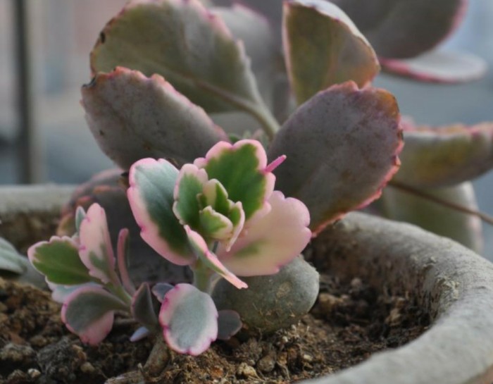 【玉吊钟】Kalanchoe fedtschenkoi 'Rosy Dawn' 景天科伽蓝菜属，喜温暖干燥和阳光充足环境，不耐寒，耐半阴，忌烈日暴晒，无明显休眠期。栽培要点：生长适温15-25度，冬季不低于5度；配土一般可用泥炭、蛭石和珍珠岩的混合土；生长期浇水干透浇透，夏季高温要注意稍加遮阴，通风并控制浇水量；生长期施肥一般每月一次；繁殖方式主要是扦插繁殖，以5－6月最好，选用肥厚充实的顶端茎，剪取10－12厘米长，切口稍干燥后插于沙床，约7－10天可生根，根长2－3厘米时移栽上盆，也可叶插，切取单叶，剪口晾干，斜插沙盆中，插后10天左右长出新根，30天后从叶片基部长。