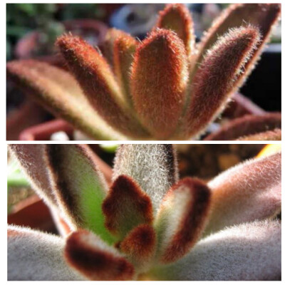 【黑兔耳】别称：巧克力兔耳 Kalancho tomentosa cv.\'Chocolate Soldier\'科属：景天科伽蓝菜属 。叶片形体与“月兔耳”基本相同，习性也非常相近。喜欢温暖干燥的环境，夏季高温时要注意遮荫，并减少浇水量。 冬季…