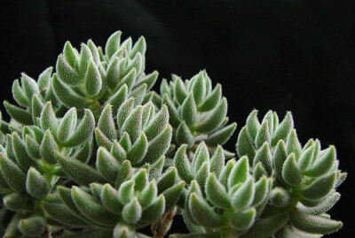 【银箭/绒针】Crassula mesembrianthoides，景天科青锁龙属。喜温暖干燥和阳光充足的环境，怕低温和霜雪，耐半阴，无明显休眠期。栽培要点：生长适温15-25度，冬季不低于5度；配土一般可用泥炭、蛭石和珍珠岩的混合…