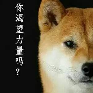 柴犬