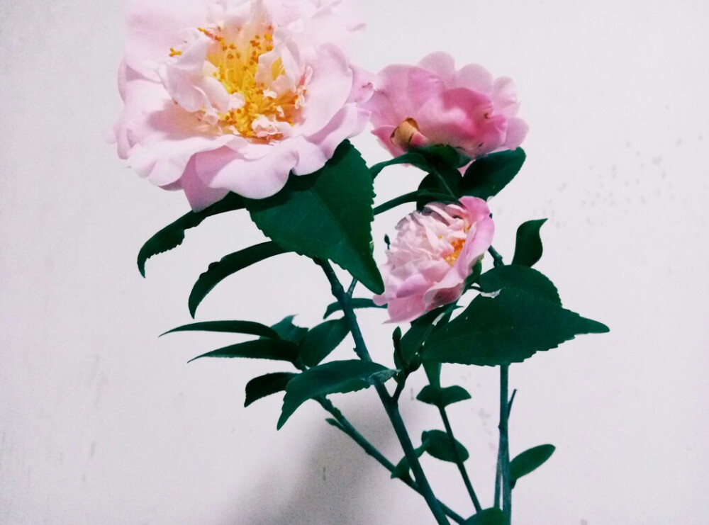 山茶花