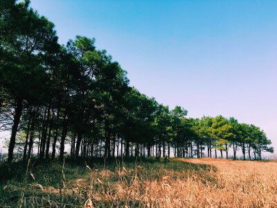 一片松树