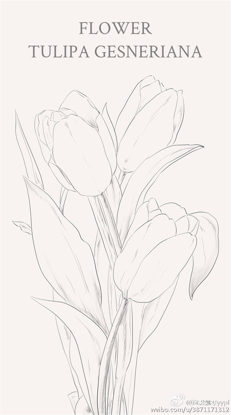 花卉线稿黑白素材