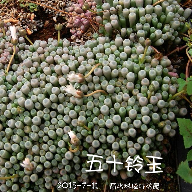 【五十铃玉】Fenestraria aurantiaca番杏科棒叶花属。植株非常肉质，密集成丛，株丛直径10厘米，根很细。肉质叶棍棒状几乎垂直生长，但在光线不足时会横卧并排列稀松。叶长2—3厘米，直径0．6—0．8厘米，顶端增粗、扁平但不成截形而是稍圆凸。叶色淡绿，基部稍呈红色，叶顶部有透明的“窗”。花大3．7厘米、长4—5厘米，橙黄带点粉色。 性喜阳光充足，耐干旱，不耐高温高湿，不耐水湿和强光暴晒，无明显休眠期。栽培要点：生长适温15-30度，冬季不低于5度；配土一般可用泥炭+蛭石+珍珠岩各一份；生长期适当浇水，夏季节制浇水，浇水的方法最好采用浸盆法，从盆底给水，水位不要超过花盆的三分之二，大概15秒就可以了，浇水的时机，当看到叶面萎缩，有皱皮现象就可以浸盆，也可以采用叶面喷水；施肥一般生长季每月施肥一次；繁殖方式主要用播种，可以参考生石花、肉锥的播种繁殖方法，对于大株五十铃玉也可以采用分株繁殖，用利器分割（一定要消毒），伤口一定要晾干。