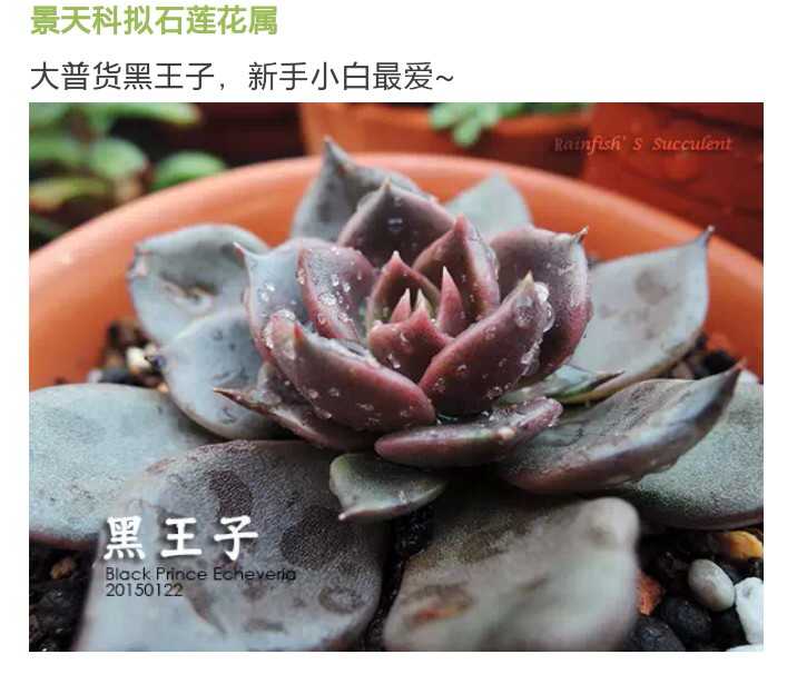 【黑王子】Echeveria 'Black Prince'，景天科石莲花属，喜温暖、干燥和阳光充足的环境，耐干旱，不耐寒，稍耐半阴，夏季高温休眠。栽培要点：生长适温15-25度，冬季不低于5度；配土一般可用泥炭、蛭石和珍珠岩的混合土，也可用粗砂或蛭石2份、腐叶土1份、园土1份混匀后使用，并掺入适量的草木灰或骨粉；生长期浇水干透浇透，夏季高温休眠期保持盆土干燥，通风节水及适度遮阴；生长期施肥一般每月一次；繁殖方式主要用扦插繁殖，可在生长期间用掰取成熟而完整的叶片进行扦插，插前晾1～2天，稍倾斜或平放于蛭石或沙土上，保持稍有潮气，很快就会在基部生根，并长出新芽。