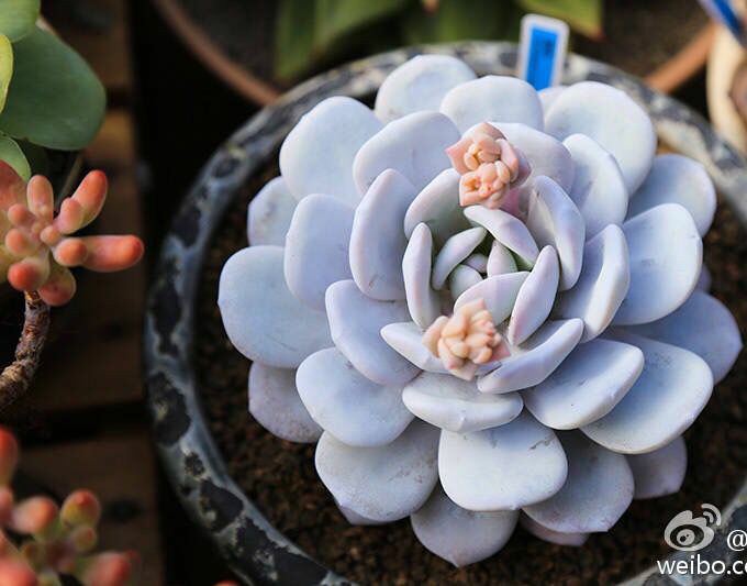 【雪莲】Echeveria laui 为景天科拟石莲花属多肉植物。肥厚的叶片如汤匙般，顶端圆钝或稍尖（其中顶端圆钝的称'圆叶雪莲'）。褐绿的叶片被浓厚的灰白或浅蓝灰色粉末覆盖。极为圣洁美丽。橘红色穗状小花在春季开放。