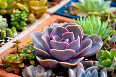 【纽伦堡珍珠】Echeveria 'Perle Von Nurnberg'，景天科拟石莲花属。一种拥有粉紫色叶片的莲花座形状生长，叶片呈瑰丽的粉紫色，如汤勺一般。紫色夏天时不明显，到秋天时又加深。生长时绿色为主，紫色不明显，入秋后…