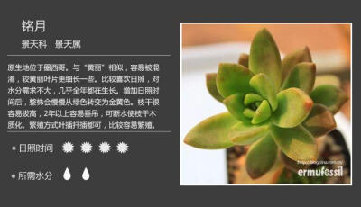 铭月(Sedum adolphii) 景天科景天属植物。原产墨西哥。茎肉质，先直立后匍匐。叶披针形，先端有钝尖，3．5厘米长、1．5厘米宽、0．6厘米厚。黄绿色，叶缘稍有点红。花白色。 栽培繁殖都十分简便，是大众化的多肉种类…