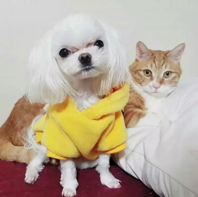 小公主cocoGOT7是韩国JYPEntertainment于2014年推出的男子组合，七名成员包括林在范（JB.）、朴珍荣（Jr.）、段宜恩（Mark）、王嘉尔（Jackson）、崔荣宰（YoungJae）、BamBam、金宥谦（YuGyeom）