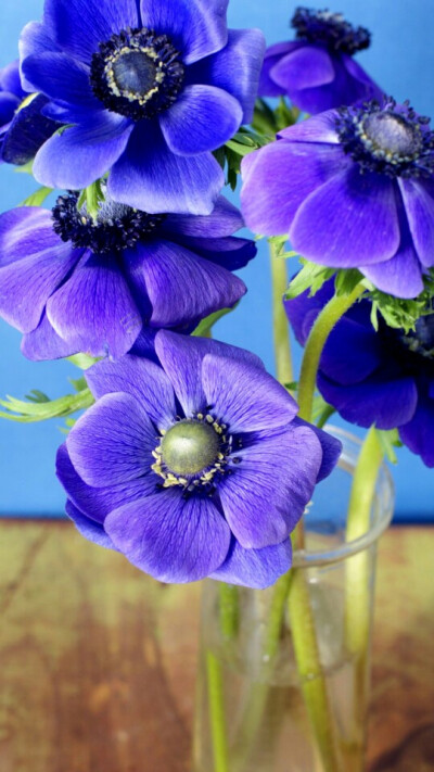 银莲花