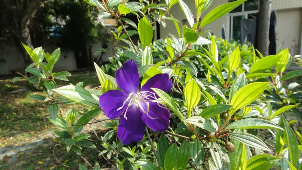 我的身边有你们の花花（不知啥名）