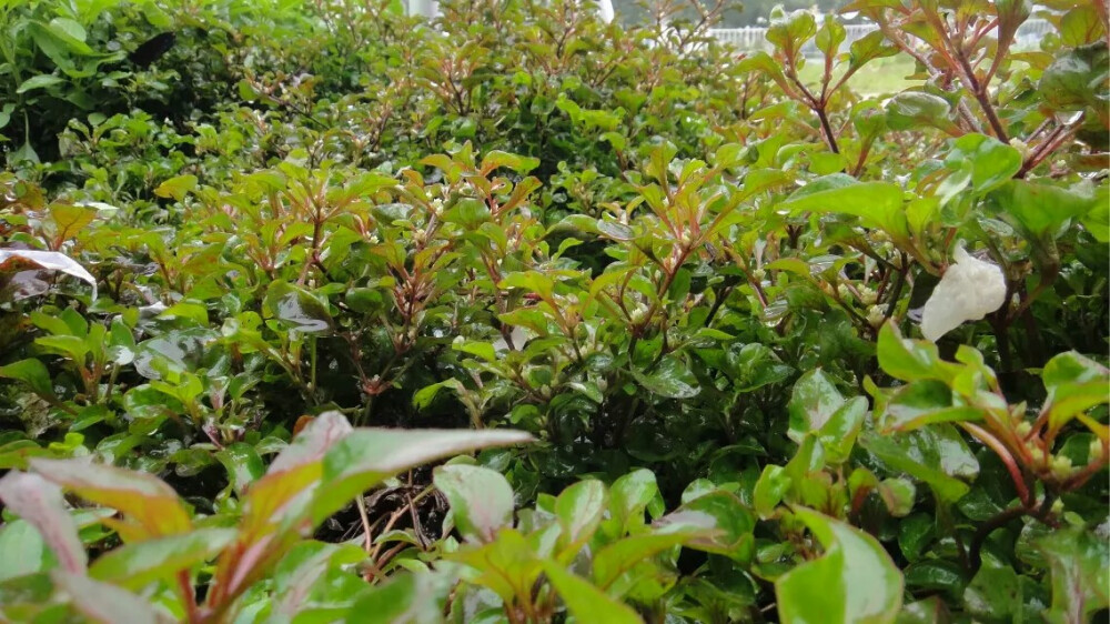 我的身边有你们の雨中植物