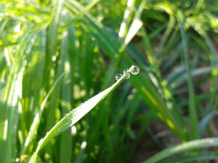 我的身边有你们の小草，露珠