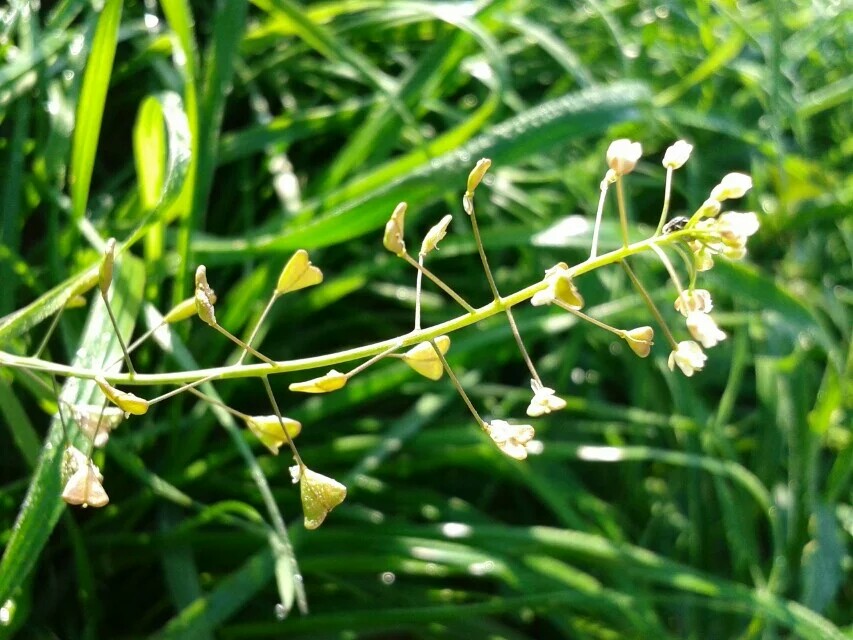 我的身边有你们の爱心桃叶子小草，露珠