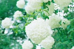 春风十里不如你