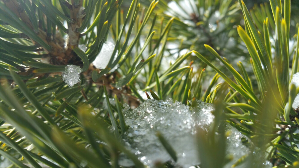 雪景