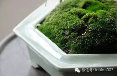 苔藓盆栽