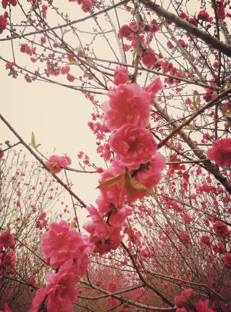 郊区一大片的桃花林开花了，简直一片花海，美哭。。。