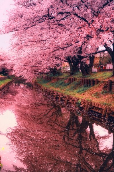 此情此景.繁花