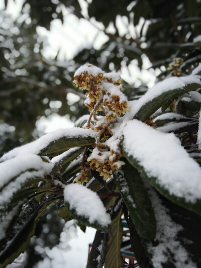 瑞雪兆丰年