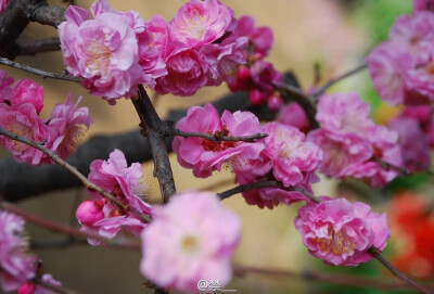 春风十里，樱花成雨