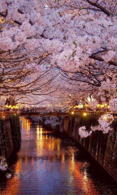 春风十里，樱花成雨