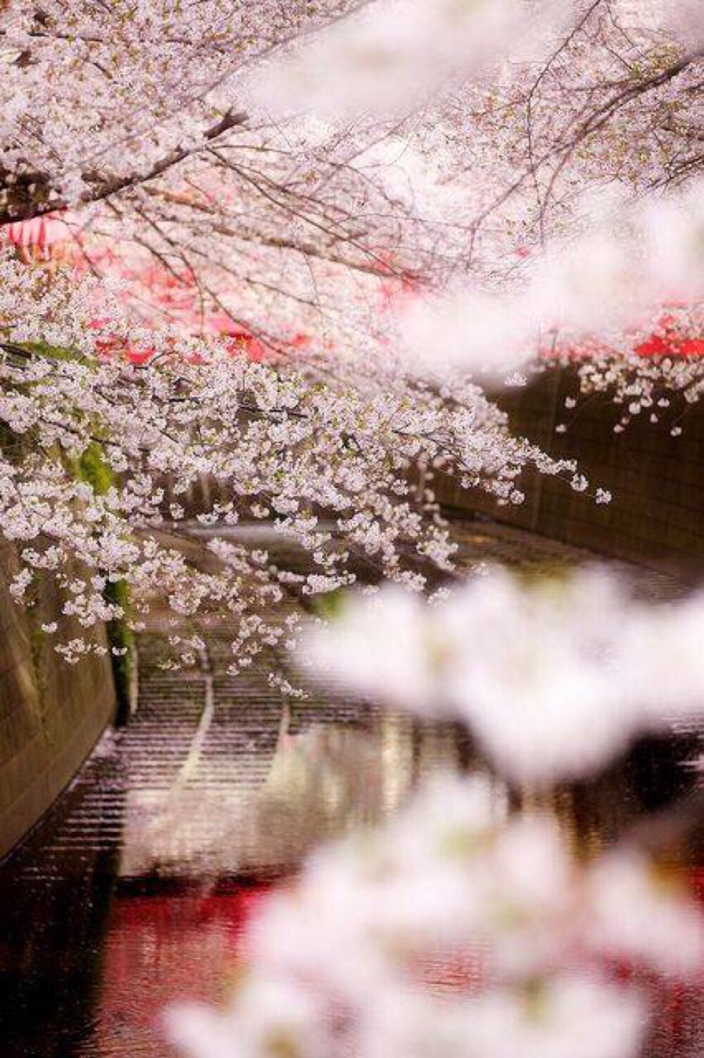 春风十里，樱花成雨