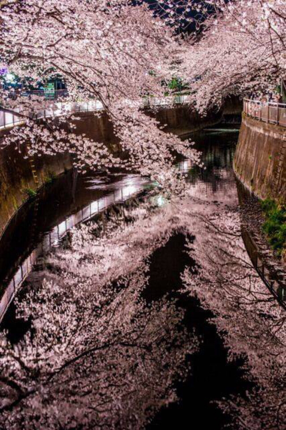 春风十里，樱花成雨