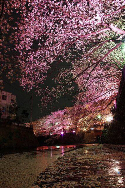 春风十里，樱花成雨