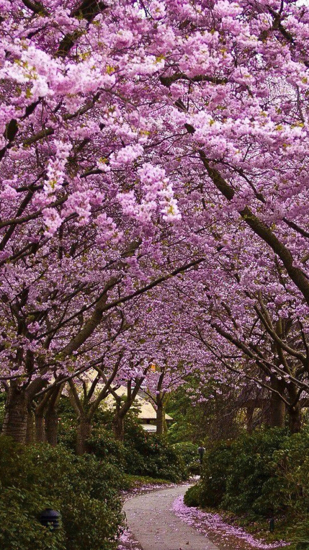 此情此景.繁花