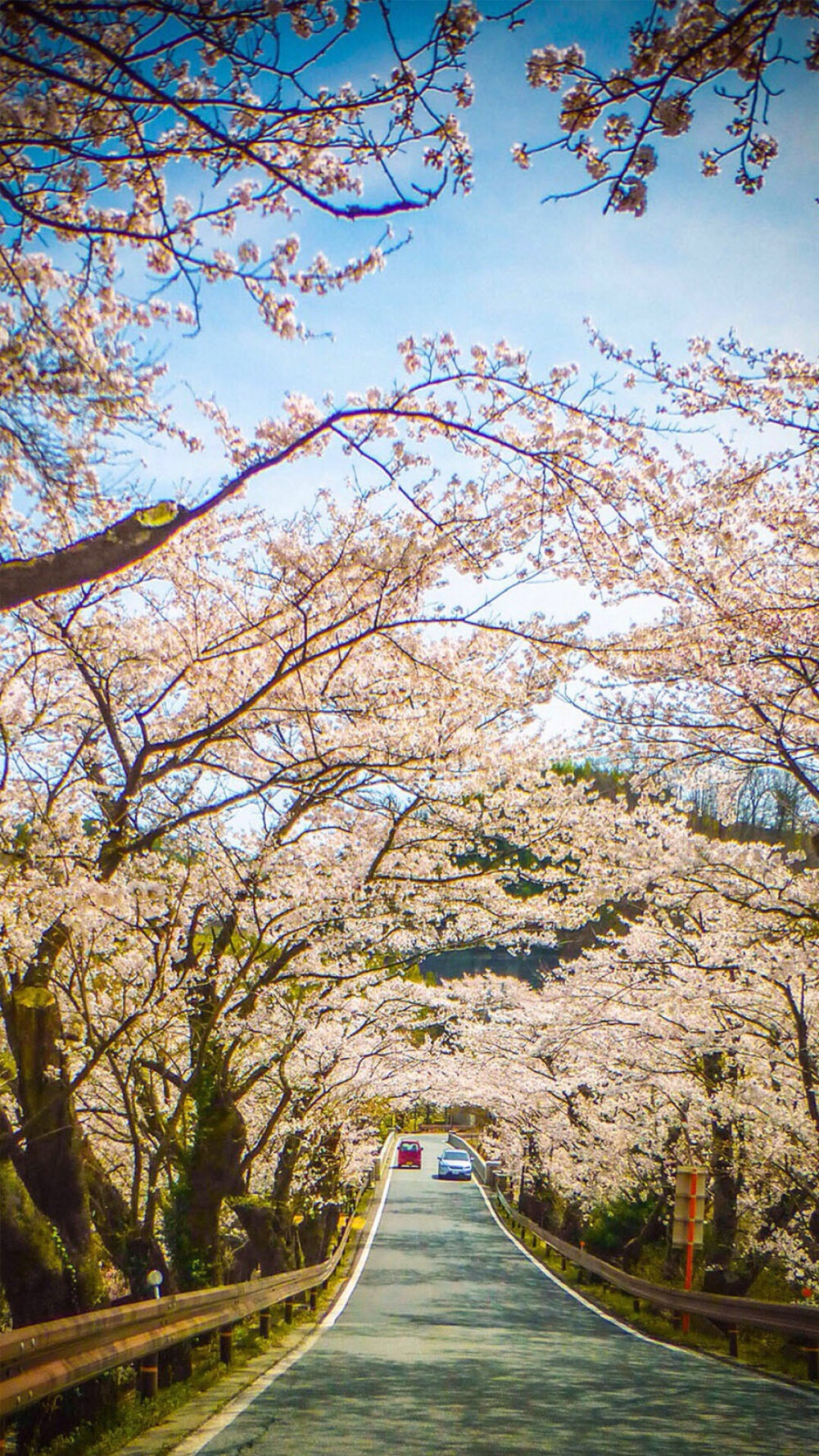 此情此景.繁花