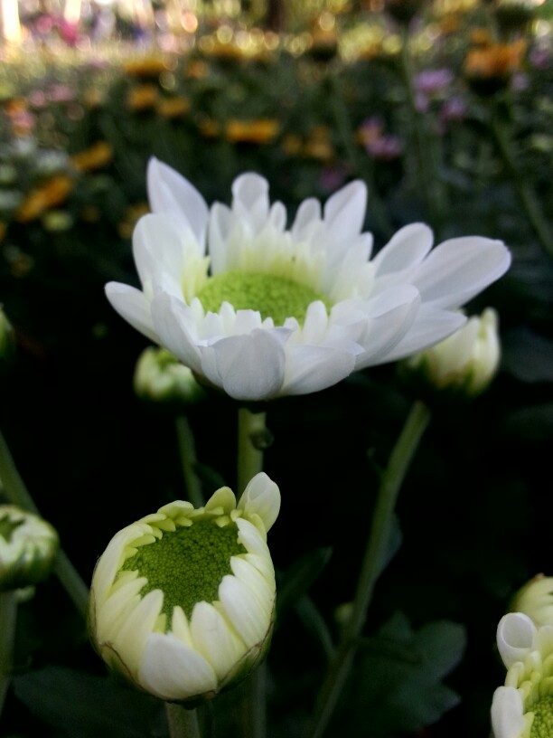 不是花中偏爱菊 此花开尽更无花