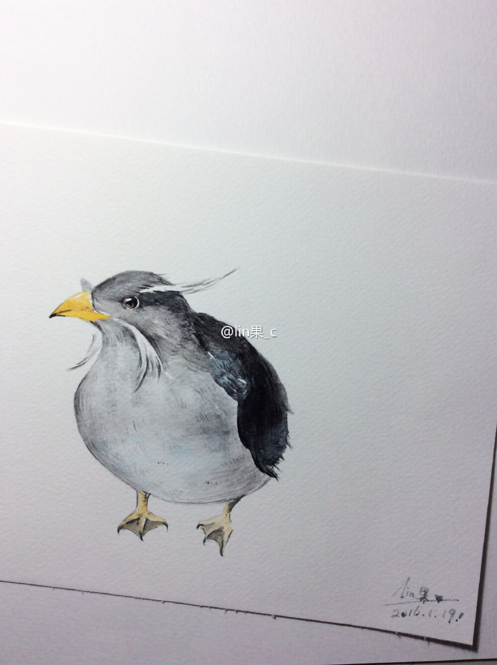 角嘴海雀 （插画 水彩 手绘 绘画 色彩 速写 速涂 艺术 鸟）