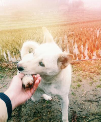  我家的狗叫伊丽莎白