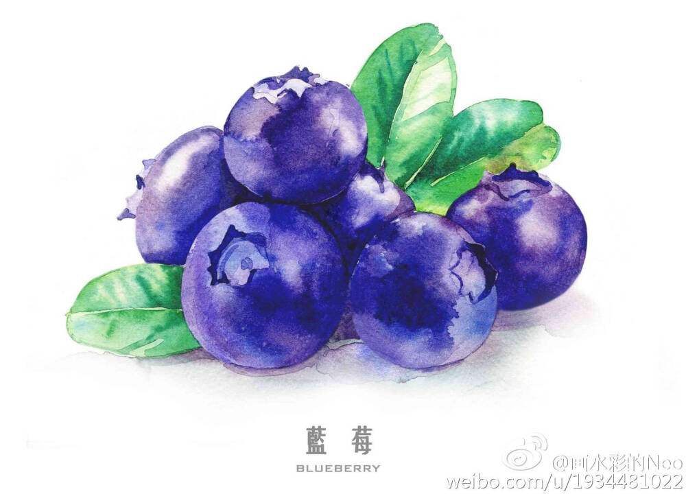 #水彩#蓝莓