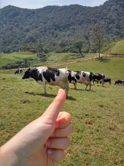 斯里兰卡奶牛牧场