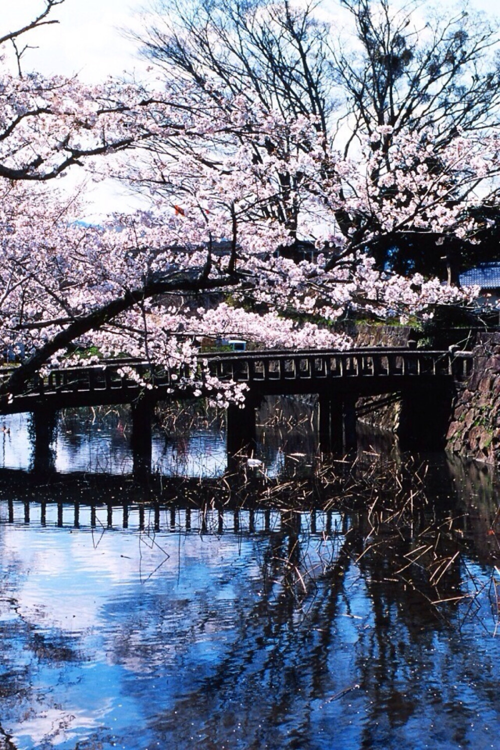 此情此景.繁花