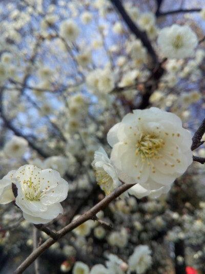 二月「东湖梅花节」